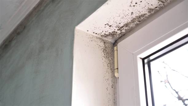 Best Residential Mold Removal  in Colby, WI