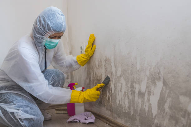 Best Office Mold Removal Services  in Colby, WI