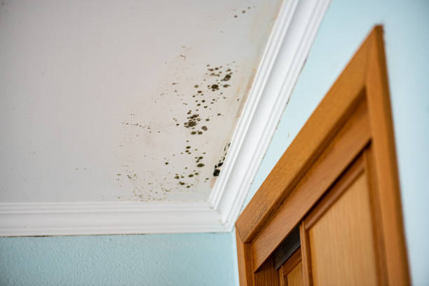 Best Black Mold Removal  in Colby, WI