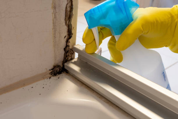 Best Mold Damage Repair  in Colby, WI