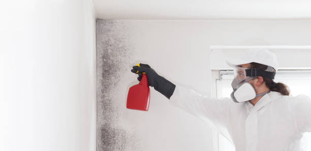 Best Attic Mold Removal  in Colby, WI