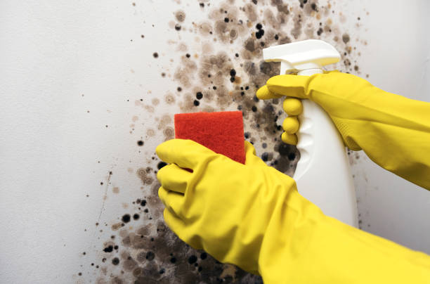 Best Local Mold Removal Service  in Colby, WI