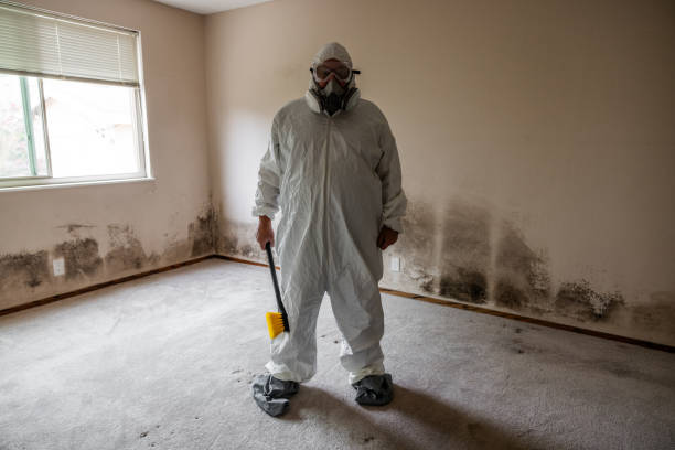 Best Mold Damage Repair  in Colby, WI