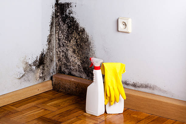 Best Mold Cleaning Services  in Colby, WI