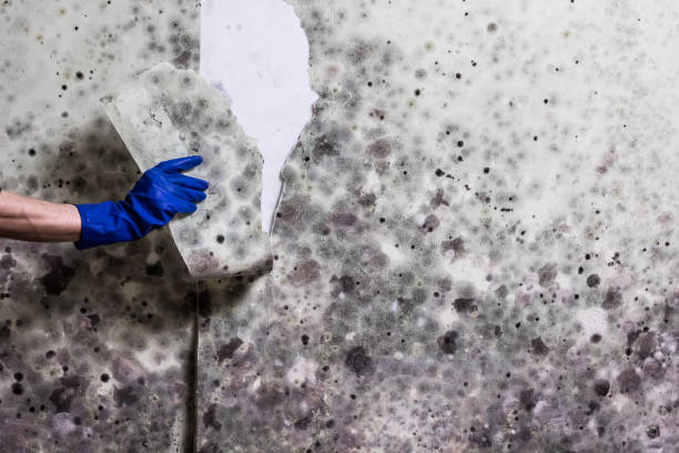 Best Certified Mold Removal  in Colby, WI