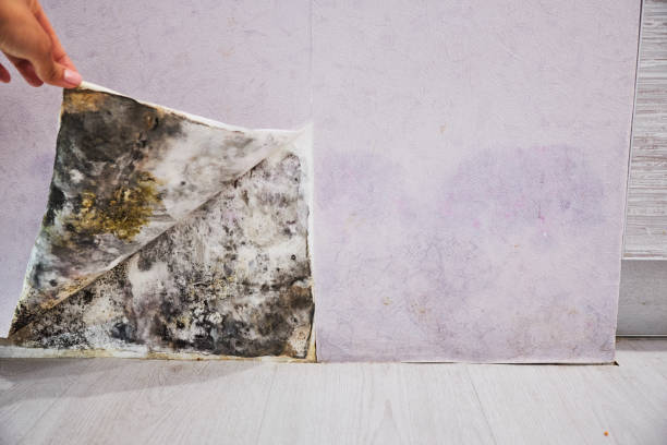 Best Fast Mold Removal  in Colby, WI